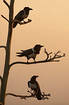 Silhouette of three Pied crows {Corvus albus} perched in tree, Ethiopia, February