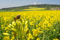 Dance fly (Empis livida) on Oil seed rape (Brassica napus) crop, Switzerland