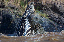 Nile crocodile (Crocodylus niloticus) attacking a Common Zebra (Equus quagga) as it climbs up out of the Mara river, Masai Mara reserve, Kenya, July, sequence 1/5