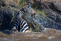 Nile crocodile (Crocodylus niloticus) attacking a Common Zebra (Equus quagga) as it climbs up out of the Mara river, Masai Mara reserve, Kenya, July, sequence 2/5
