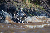 Nile crocodile (Crocodylus niloticus) attacking a Common Zebra (Equus quagga) as it climbs up out of the Mara river and pulling it back into the water, Masai Mara reserve, Kenya, July, sequence 3/5