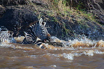 Nile crocodile (Crocodylus niloticus) attacking a Common Zebra (Equus quagga) as it climbs up out of the Mara river and pulling it back into the water, Masai Mara reserve, Kenya, July, sequence 4/5