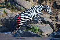 Common Zebra (Equus quagga) climbing up out of the Mara Rivers escaping with a large wound from the jaws of a Nile crocodile (Crocodylus niloticus), Masai Mara reserve, Kenya, July, sequence 5/5