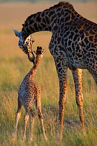 Masai giraffe {Giraffa camelopardalis} mother licking baby, Masai Mara reserve, Kenya, July