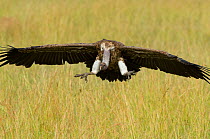 Ruppell's griffon vulture (Gyps rueppelli) in flight, landing, Masai Mara reserve, Kenya
