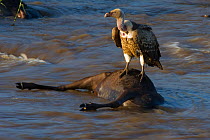 Ruppell's griffon vulture (Gyps rueppelli) perched on carcas of dead Wildebeest in river, Masai Mara reserve, Kenya