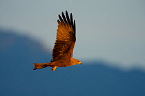 Black kite (Milvus migrans) in flight, Switzerland, May