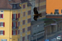 Black kite (Milvus migrans) flying over a city in Switzerland, June 2011