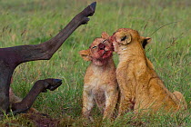 African lion (Panthera leo) two cubs licking blood off their faces after feeding on Wildebeest carcass,  Masai Mara reserve, Kenya