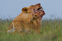 African lion (Panthera leo) cub and juvenile male interacting after feeding on carcass, Masai Mara reserve, Kenya