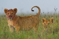 African lion (Panthera leo) two cubs with blood on face after feeding on Wildebeest carcasee, Masai Mara reserve, Kenya