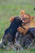 African lion (Panthera leo) cub gripping Wildebeest's throat, learning how to suffocate prey, Masai Mara reserve, Kenya