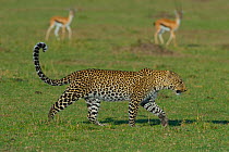 Leopard (Panthera pardus) walking, watched by Thomson gazelle, Masai Mara reserve, Kenya