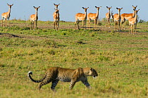 Leopard (Panthera pardus) walking, watched by herd of Impala, Masai Mara reserve, Kenya