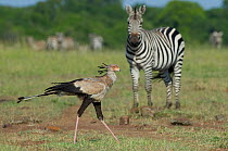 Secretary bird (Sagittarius serpentarius) walking past a Common zebra (Equus quagga) Masai Mara reserve, Kenya