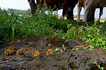 Mass of Yellow Dung Flies (Scathophaga stercoraria) feeding on cow dung with cows in the background, Switzerland, April