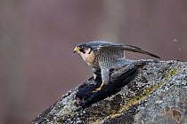 Peregrine falcon (Falco peregrinus) adult perched on a rock with Rook kill, Moorland, Cairngorms National Park, Scotland, UK, Captive