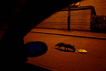 Red fox (Vulpes vulpes) feeding on discarded fish and chips in street at night, viewed from car,   Derbyshire, UK, May