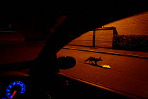 Red fox (Vulpes vulpes) feeding on discarded fish and chips in street at night, viewed from car,   Derbyshire, UK, May
