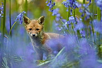 Red fox (Vulpes vulpes) cub among bluebells, Derbyshire, UK, May