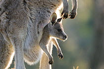 Eastern grey kangaroo (Macropus giganteus) with joey in pouch, Australian Capital Territory, Australia, September