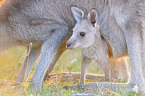 Eastern grey kangaroo (Macropus giganteus)  female grazing with joey in pouch, Australian Capital Territory, Australia, September