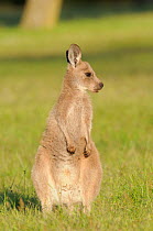 Eastern grey kangaroo (Macropus giganteus) juvenile, Australian Capital Territory, Australia, December