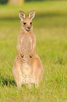 Eastern grey kangaroo (Macropus giganteus) juvenile, portrait, Australian Capital Territory, Australia, December