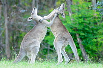 Eastern grey kangaroo (Macropus giganteus) two males boxing, Australian Capital Territory, Australia, December