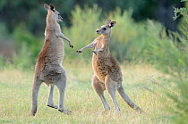 Eastern grey kangaroo (Macropus giganteus) two males boxing, Australian Capital Territory, Australia, December