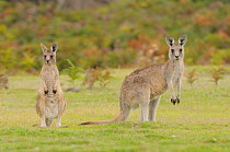 Eastern grey kangaroo (Macropus giganteus) female and large joey, Tasmania, Australia, February