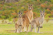Eastern grey kangaroo (Macropus giganteus) family group, male, female and large joey, Tasmania, Australia, February