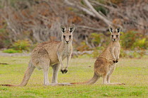 Eastern grey kangaroo (Macropus giganteus) female and large joey, Tasmania, Australia, February