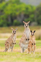 Eastern grey kangaroo (Macropus giganteus) family group, male, female and large joey, Tasmania, Australia, February
