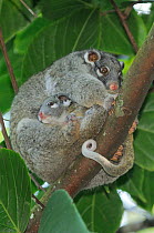 Green ringtail possum (Pseudocheirus archeri) female with baby in pouch, looking down from tree, Queensland, Australia, November