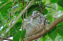 Green ringtail possum (Pseudocheirus archeri) female with baby looking down from tree, Queensland, Australia, November