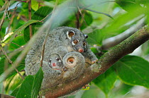 Green ringtail possum (Pseudocheirus archeri) female with baby in pouch, looking down from tree, Queensland, Australia, November