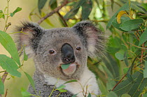 Koala (Phascolarctos cinereus) feeding on leaves,  Queensland, Australia, October