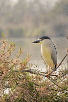 Black-crowned night heron (Nycticorax nycticorax) perched in tree, Camargue, France, April