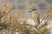 Black-crowned night heron (Nycticorax nycticorax) perched in tree, Camargue, France, April