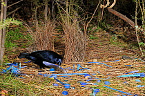Satin Bowerbird (Ptilonorhynchus violaceus) male arranging blue plastic ornaments and feather at bower, Australian Capital Territory, Australia, September