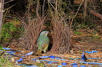 Satin Bowerbird (Ptilonorhynchus violaceus) female entering bower, attracted by blue ornaments, Australian Capital Territory, Australia, September