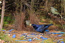Satin Bowerbird (Ptilonorhynchus violaceus) male arranging blue plastic ornaments and feather at bower, watched by two females, Australian Capital Territory, Australia, September