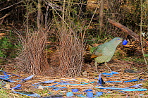 Satin Bowerbird (Ptilonorhynchus violaceus) female arranging blue plastic ornaments and feathers at bower, Australian Capital Territory, Australia, September
