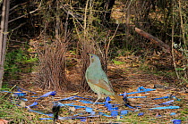 Satin Bowerbird (Ptilonorhynchus violaceus) female at bower, attracted by blue plastic ornaments and feather, Australian Capital Territory, Australia, September