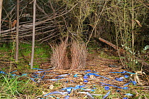 Satin Bowerbird (Ptilonorhynchus violaceus) bower decorated with blue plastic ornaments and feathers, Australian Capital Territory, Australia, September