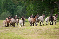Wild / feral Dulmen ponies (Equus caballus), herd of mares and foals running on the Duke of Croy's estate, Meerfelder Bruch, North Rhine-Westphalia, Germany, May 2011