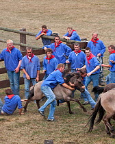 Team of men trying to separate a colt from the herd of wild / feral Dulmen ponies (Equus caballus) during the annual round-up held on the Duke of Croy's estate, Meerfelder Bruch, North Rhine-Westphali...