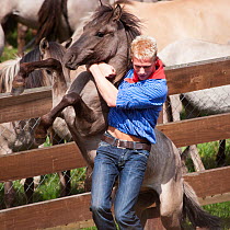 Man trying to separate a colt from the herd of wild / feral Dulmen ponies (Equus caballus) during the annual round-up held on the Duke of Croy's estate, Meerfelder Bruch, North Rhine-Westphalia, Germa...
