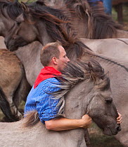 Man trying to separate a colt from the herd of wild / feral Dulmen ponies (Equus caballus) during the annual round-up held on the Duke of Croy's estate, Meerfelder Bruch, North Rhine-Westphalia, Germa...